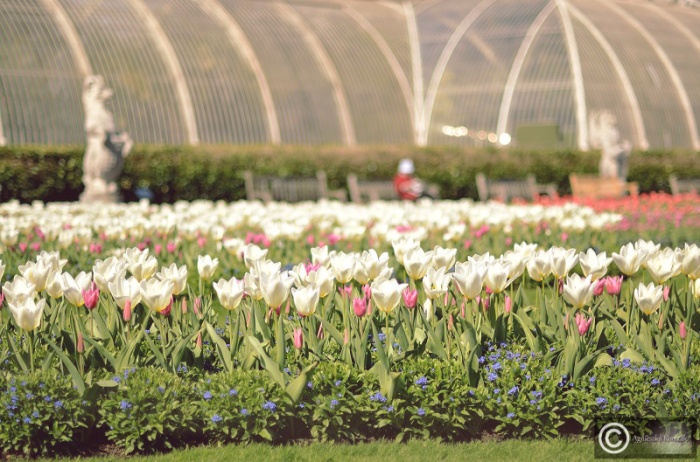 Kew Gardens, blooming tulips